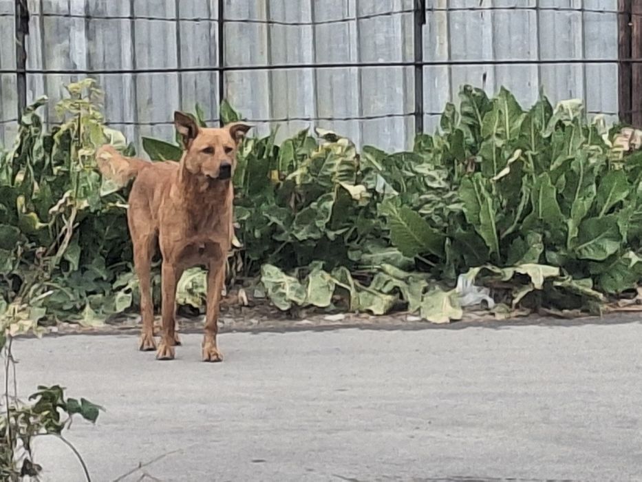 Продаются  щенки  ВЕО