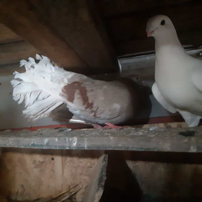 Schimb porumbei cu Perusi