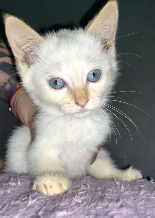 Котенок в добрые руки