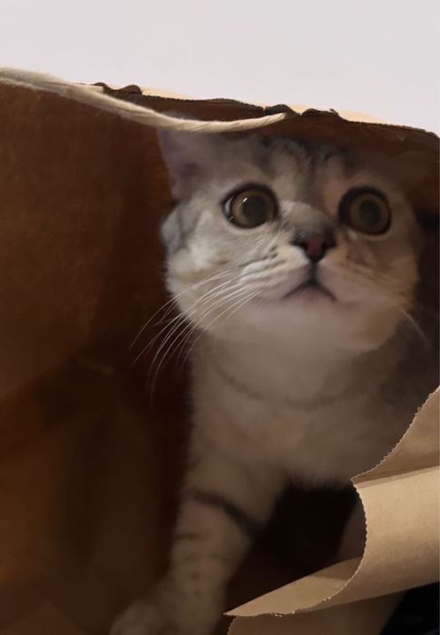 Кошка в хорошие руки