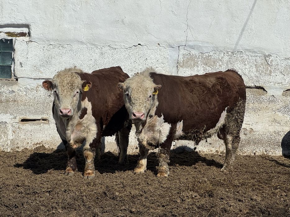 Акбас бука сатылады