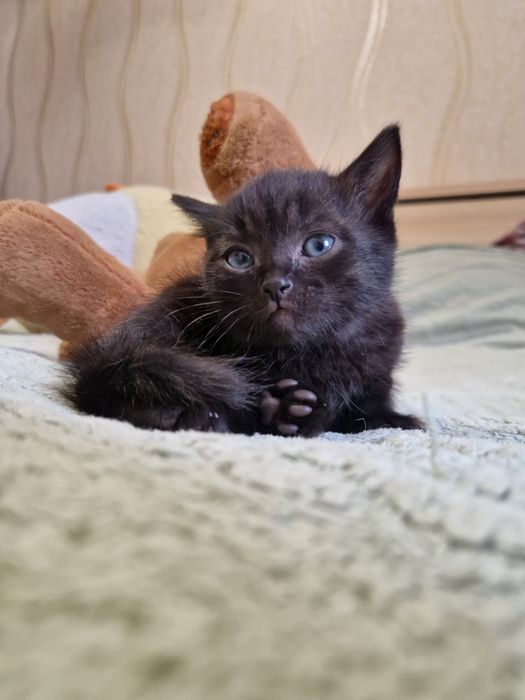 Отдам котят за шоколадку