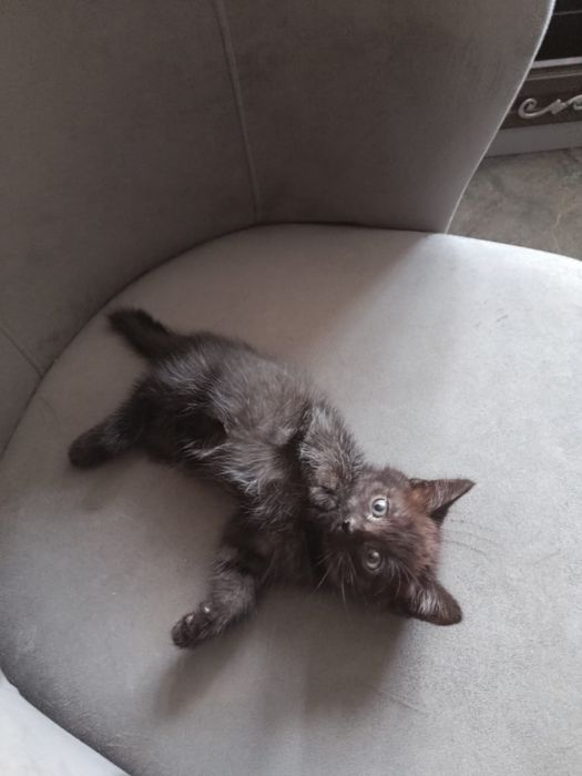 Отдам британцев котят