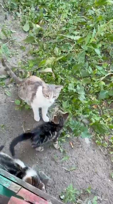 Котятам нужен дом!