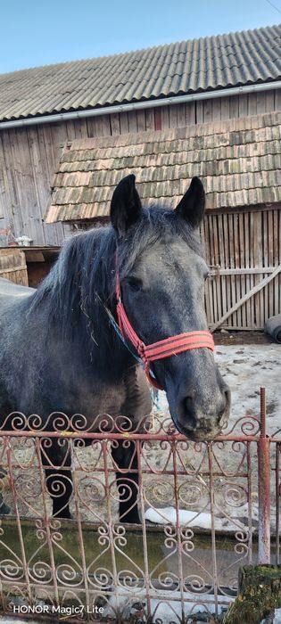 Mânză  de 3 ani de vanzare