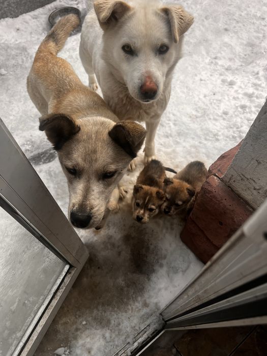 Щенки. Порода Лабски