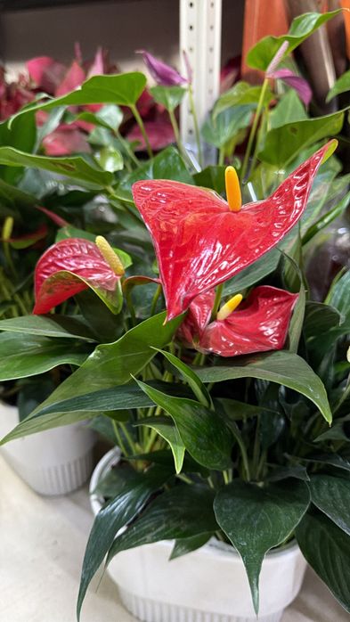 Недорогие цветы к празднику