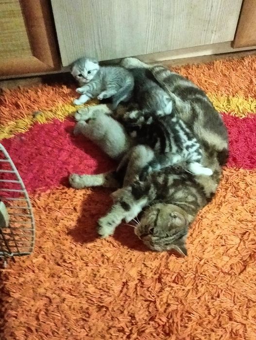 Продажа котят скоттиш фолд