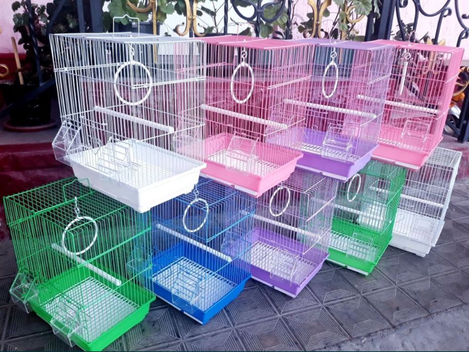 Волнистый попугай