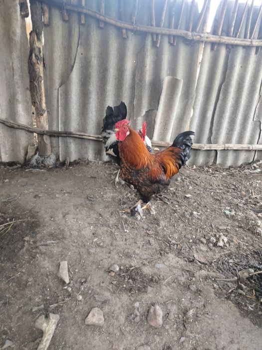 Әтеш 3000мың біреуі