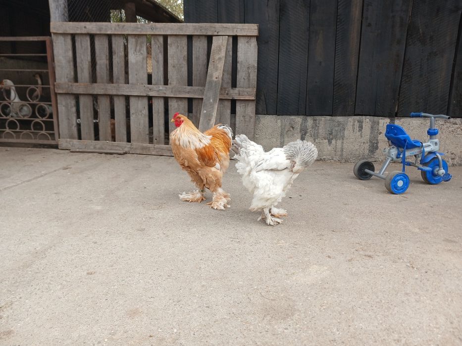 Gaini brahma de vanzare