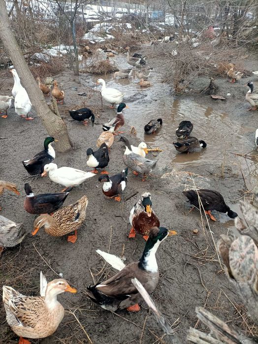 Boboci de rata de diferite marimi