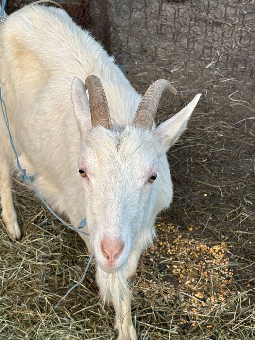 Vând capră la prima fătare