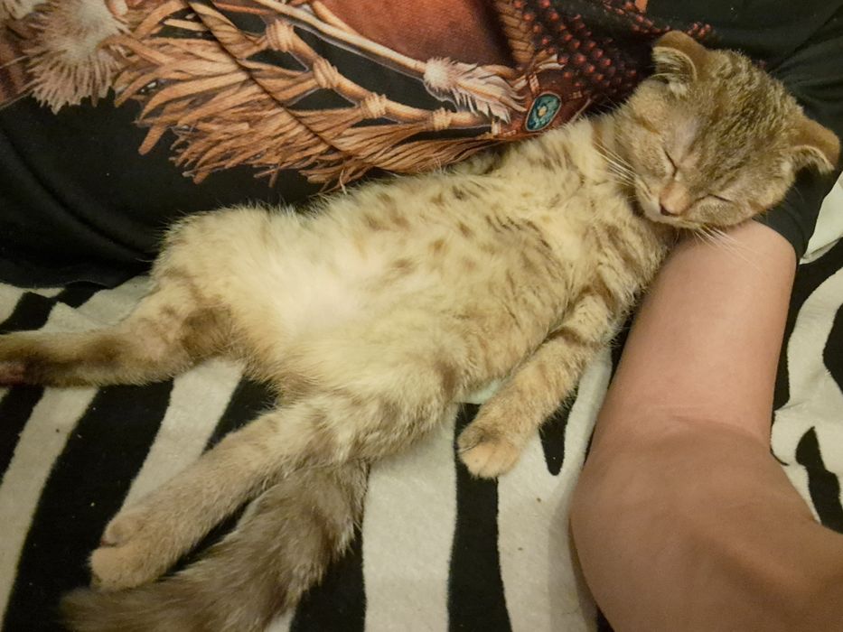 Котёнок вислоухий