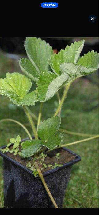 Клубника ,саженцы