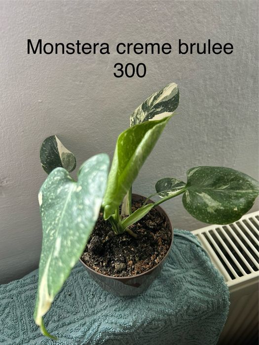 Plante din familia monstera de vanzare . Pret la fiecare planta.
