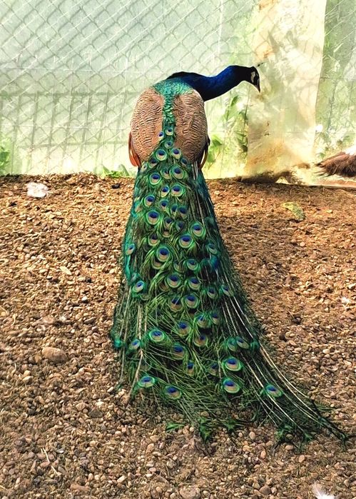 Mascul matur de paun Standard  !