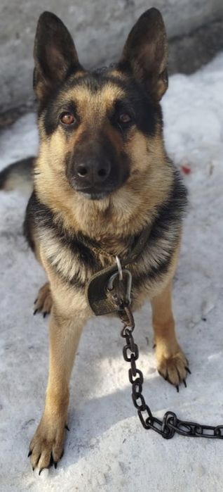 Овчарка охранница