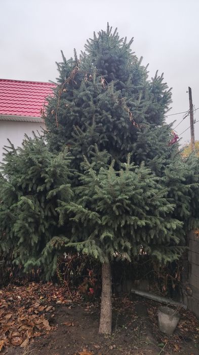 Ëлка, хороший сорт