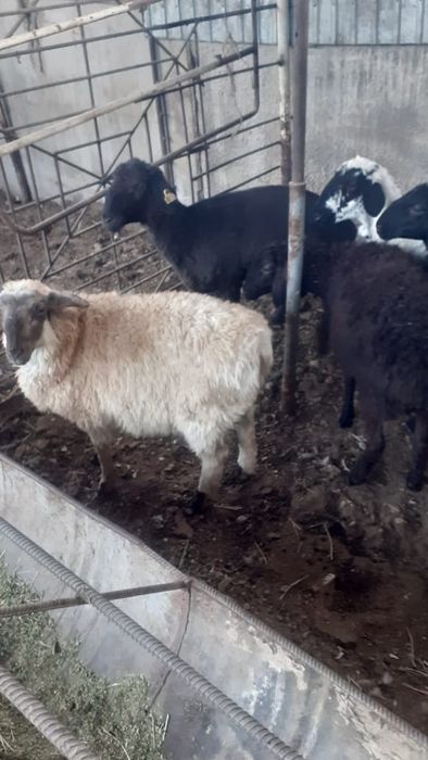 Қой сатылыды семіз