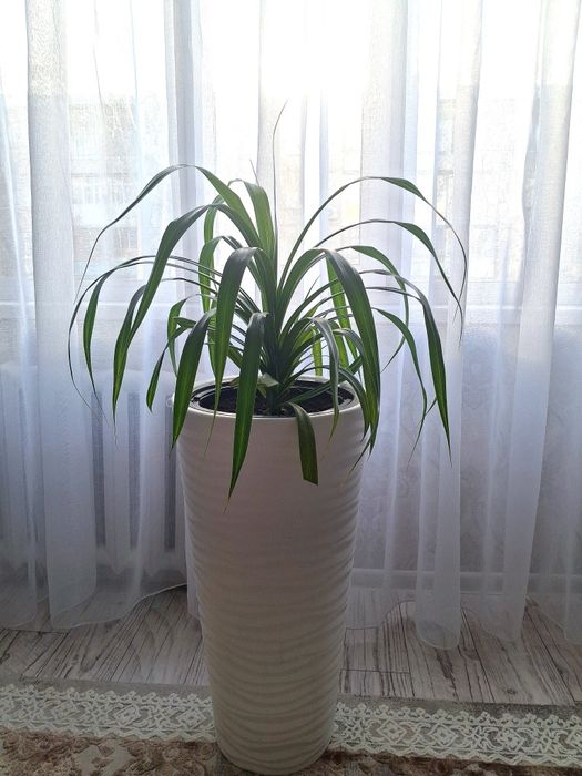 Пальма Панданус Продам