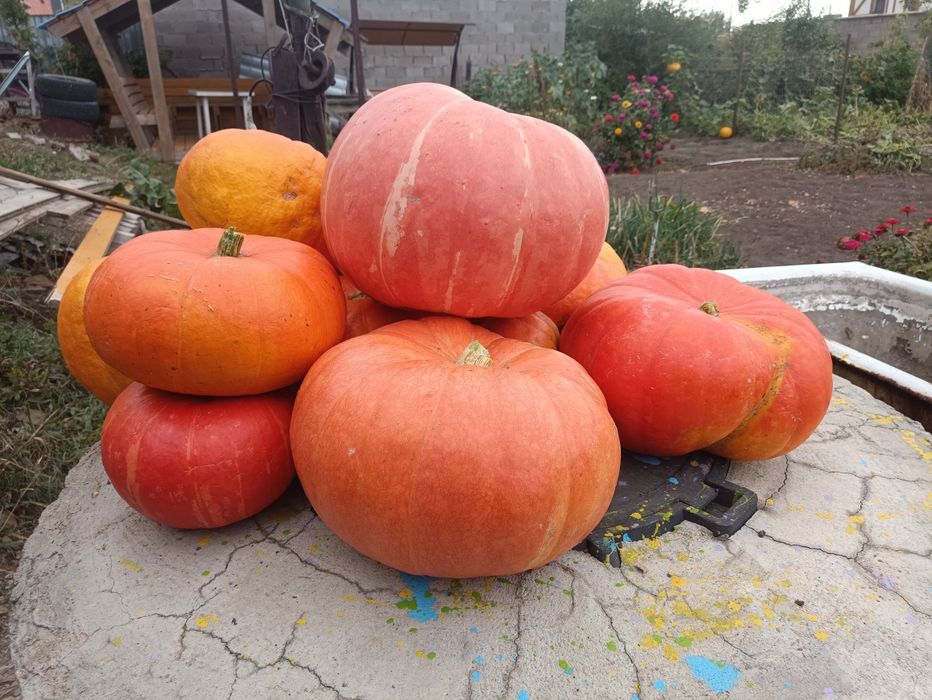 Продам тыква домашняя .