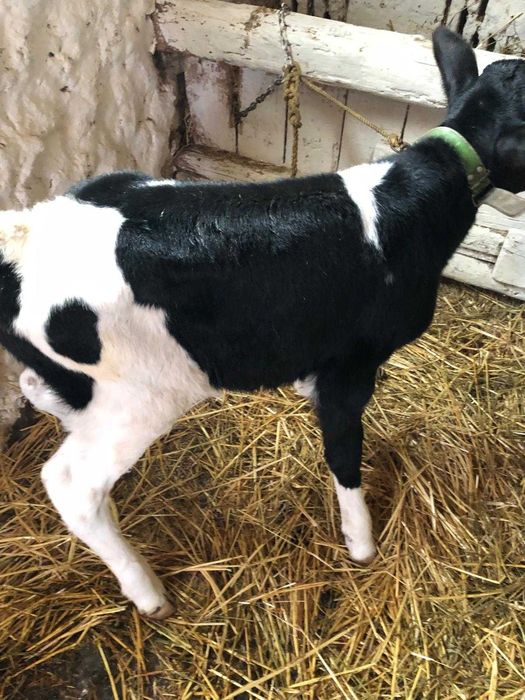 Tăuraș pe negru de o săptămână