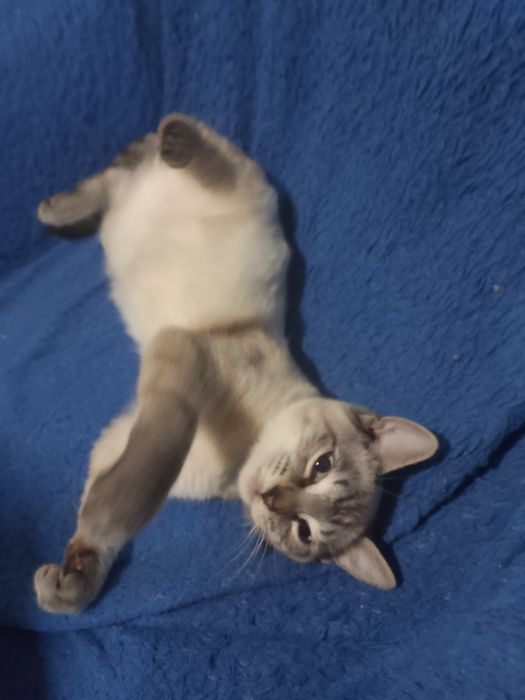Отдадим котика в хорошие добрые руки