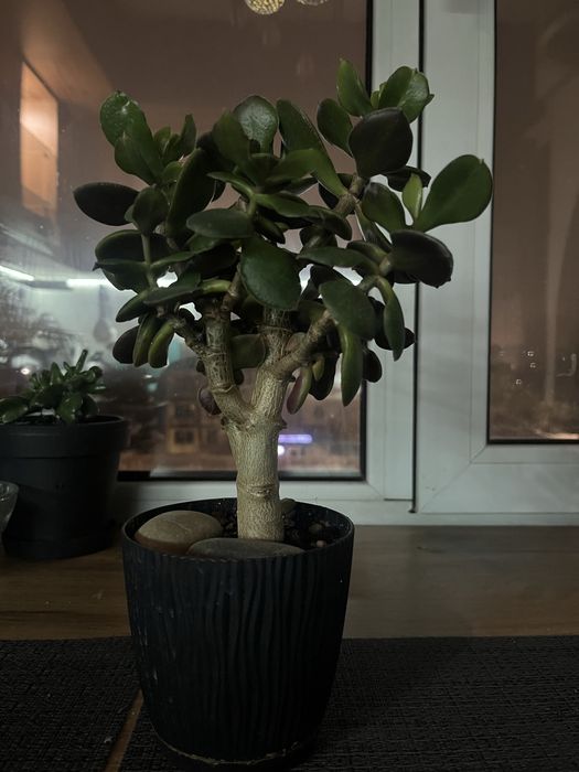 Толстянка. Комнатное растение.