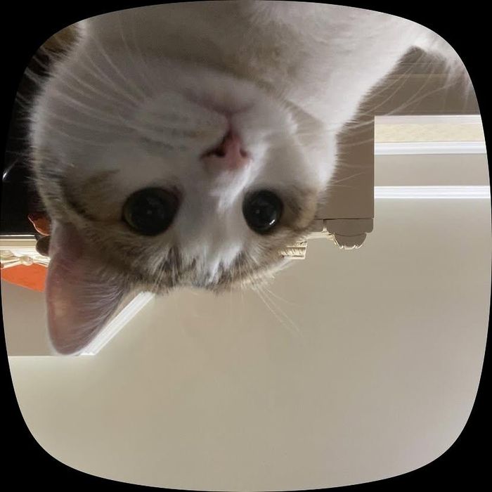 Котик в добрые руки