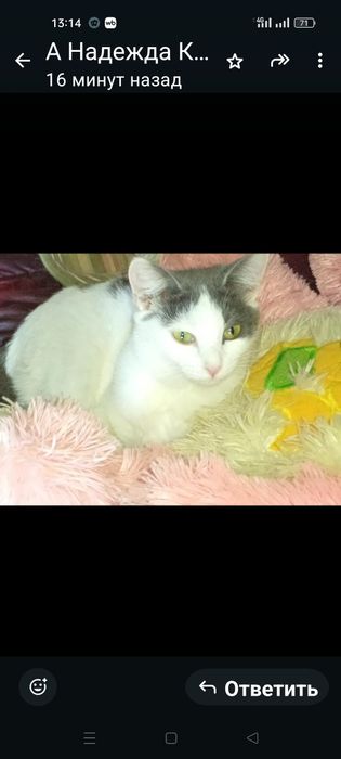 Отдаю кошечку даром