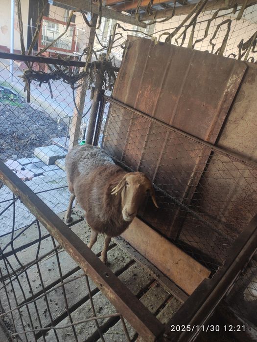 Баран, овцы, қой