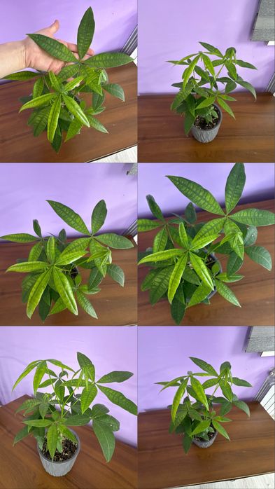 Продам Цветы  ухоженные