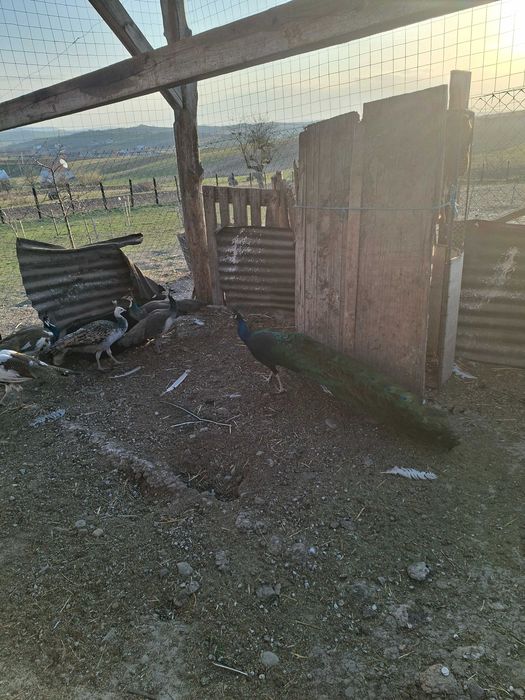 Vand  pereche de pauni