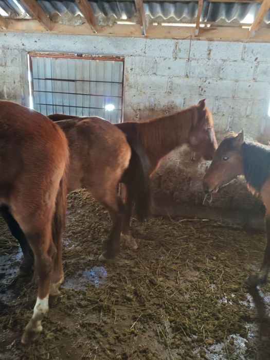 Құнандар сатылады!!!