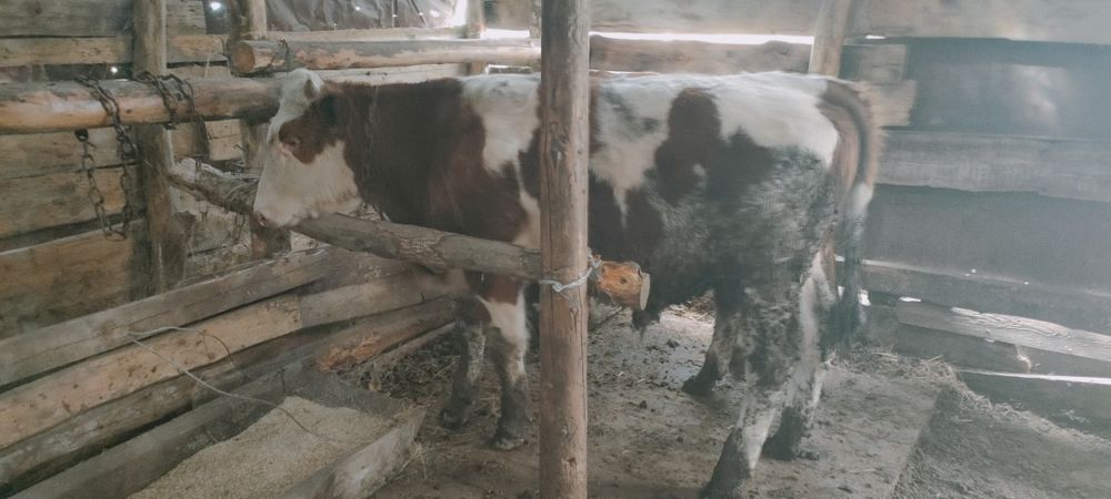 Былтырғы еркек баспақтар. Бычки прошлого года