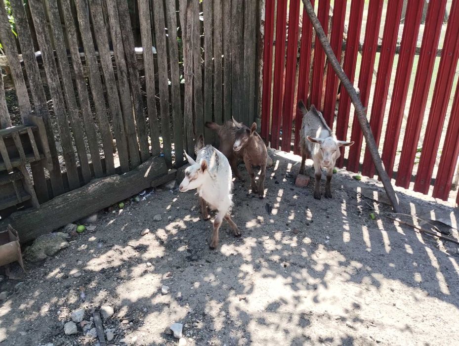 Iezi de vânzare