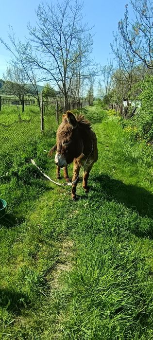 Vand măgar în vârstă de 2 ani