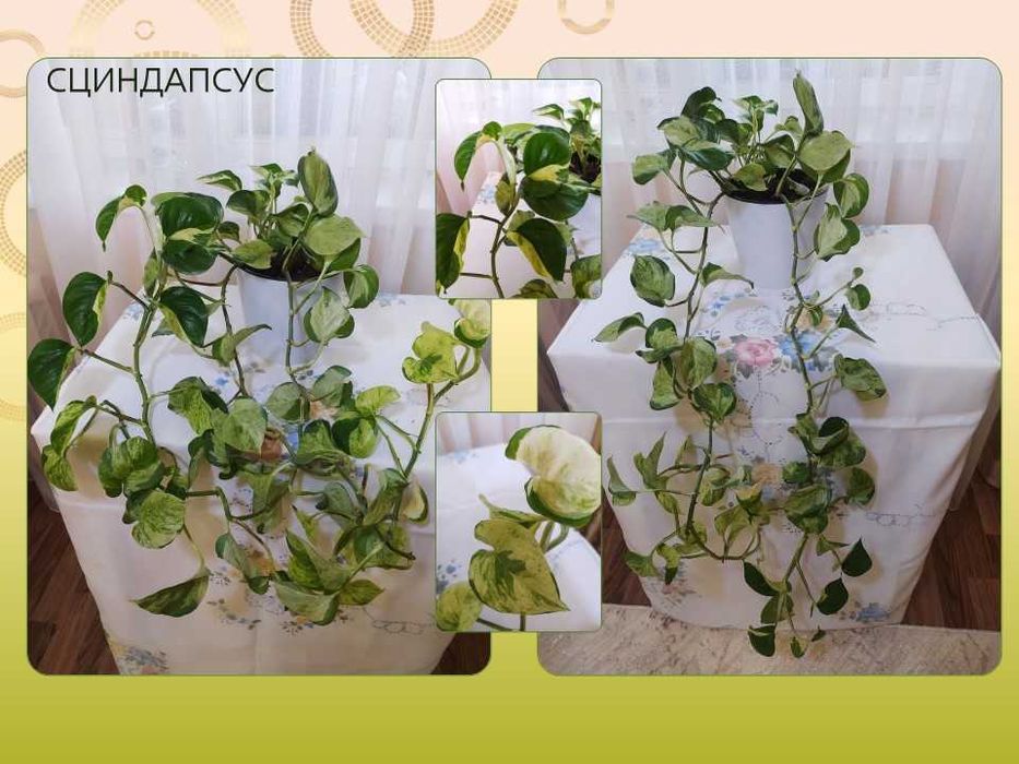 Домашние цветы. Сциндапсусы