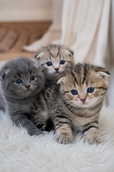 Продается котят 1 месяца