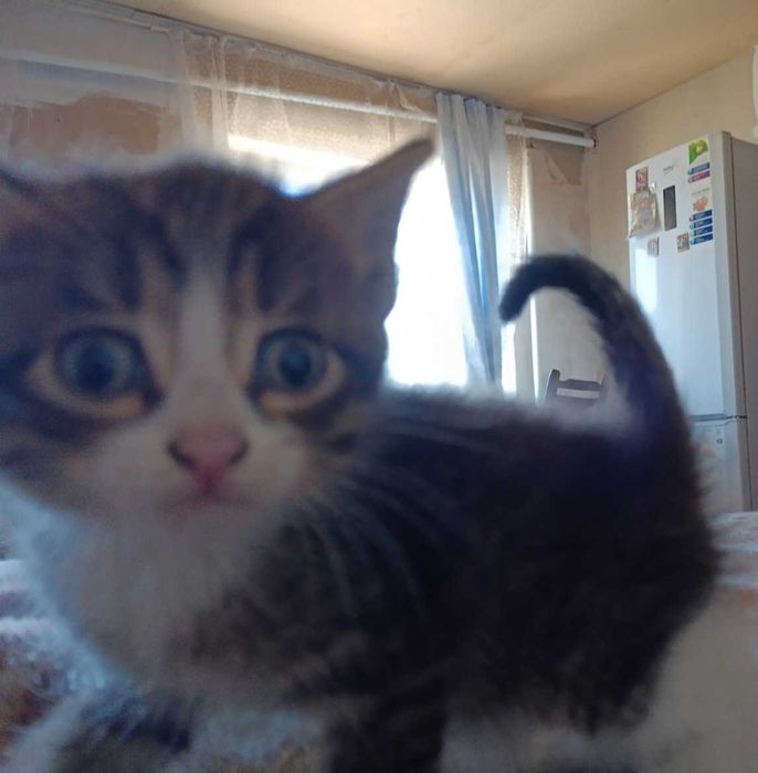 Отдам котят 1,5 месяца