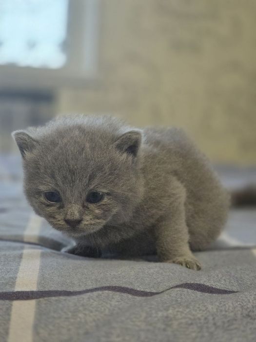 Продам семейку кошек и котят