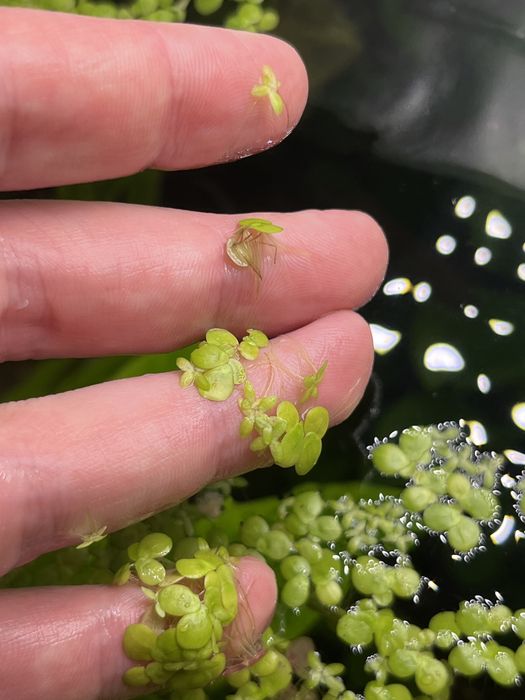 Ряска водное растение