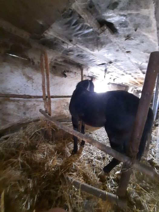 Продам коня 4 годовалый,торг есть