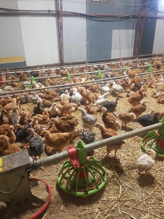 Vând pui de o zi,pui zburați!
