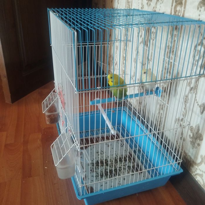 Осы 2 қус сатысады