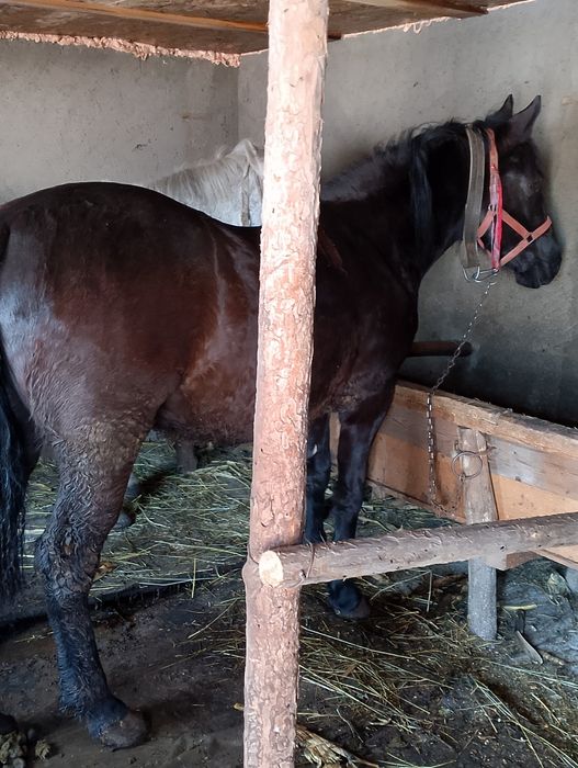 Mînză iapa și căruță