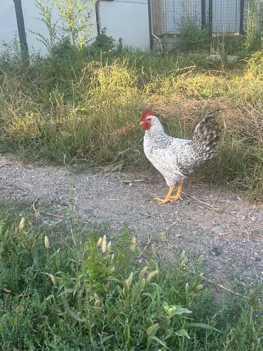 Продам породистых петухов