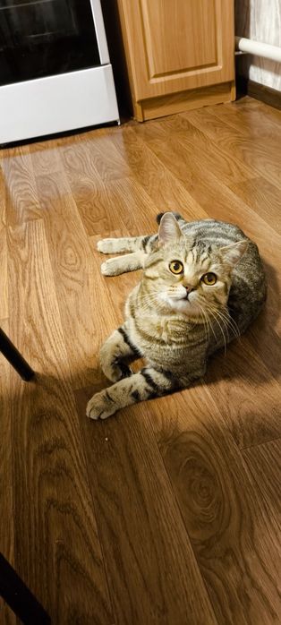 Пропал кот КСК 2-я Костанайская