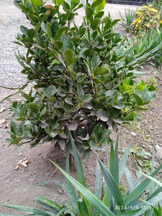 Shamshod gullari (2 yillik)